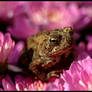 Toad Blossom
