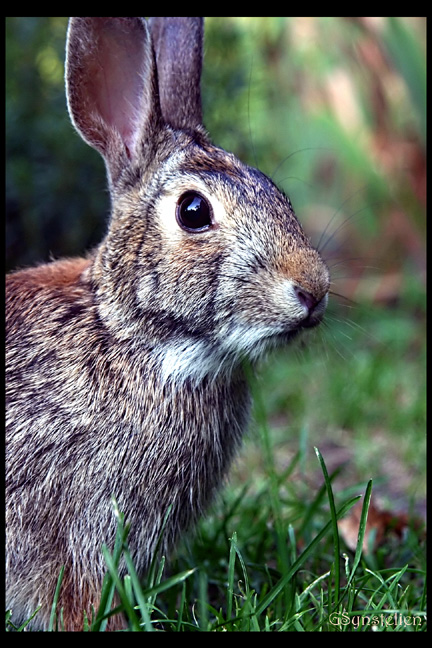 Cottontail Bunny CloseUp