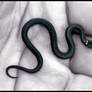 Baby Redbelly Snake 1