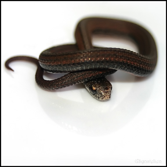 Baby Redbelly Snake 7