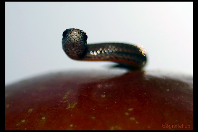 Baby Redbelly Snake 8