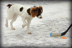 Hockey Dog