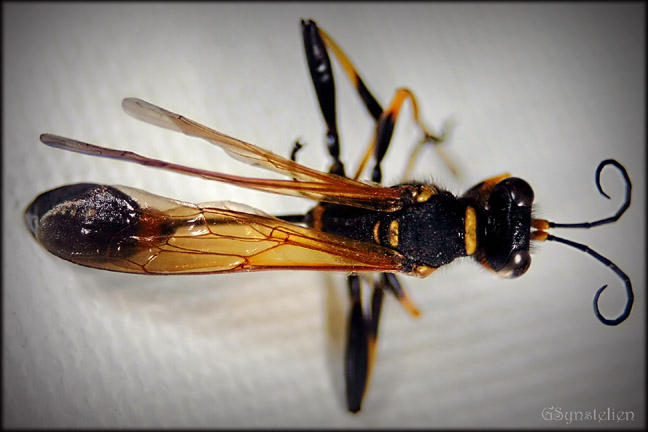 Dead Bug Series 2 by UffdaGreg on DeviantArt