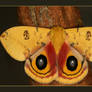 Io Moth Series 3