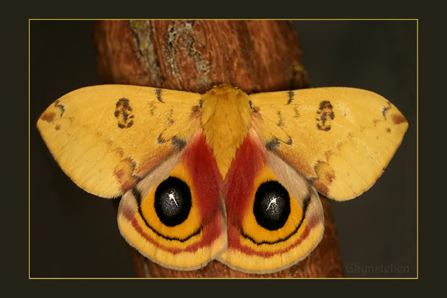 Io Moth Series 3