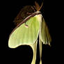 Actias Luna Moth 2008 2