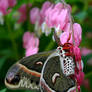 Bleeding Heart Cecropia