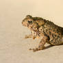 The American Toad