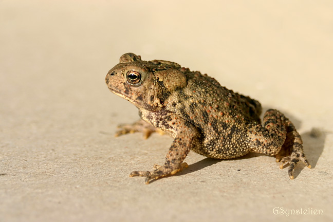 The American Toad