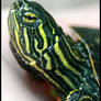 Baby Pond Turtle