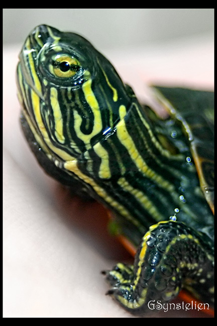 Baby Pond Turtle