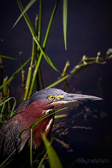 Small Green Heron