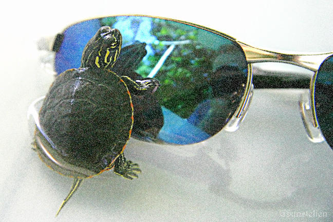 Turtle Shades by UffdaGreg on DeviantArt