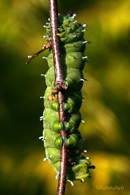 Cecropia Larvae 3