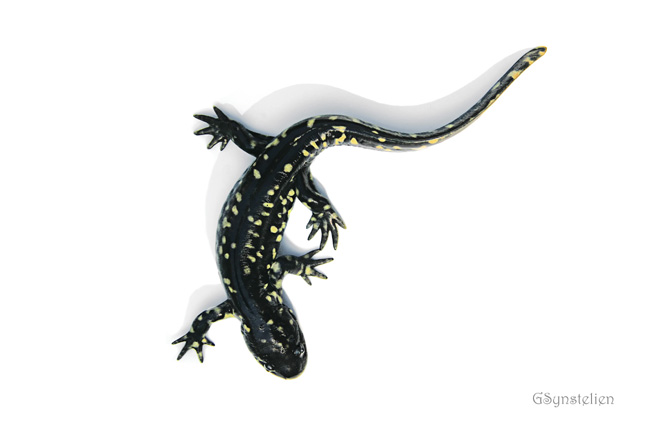 Spotted Salamander