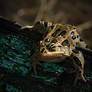 Leopard Frog 2009 C