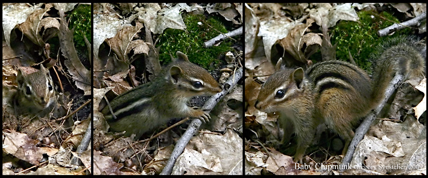 Baby Chipmunk 2009