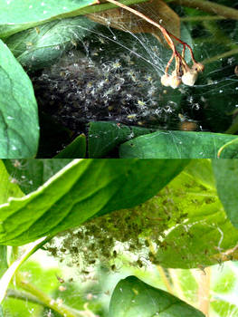 Baby Spiders Hatching