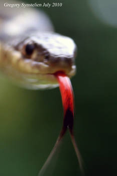 Garter Snake July 2010