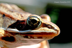 Wood Frog August 2010