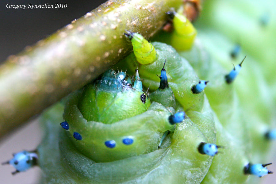 Cecropia Series 2010 VI