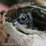 Baby Turtle Hatch August 2010