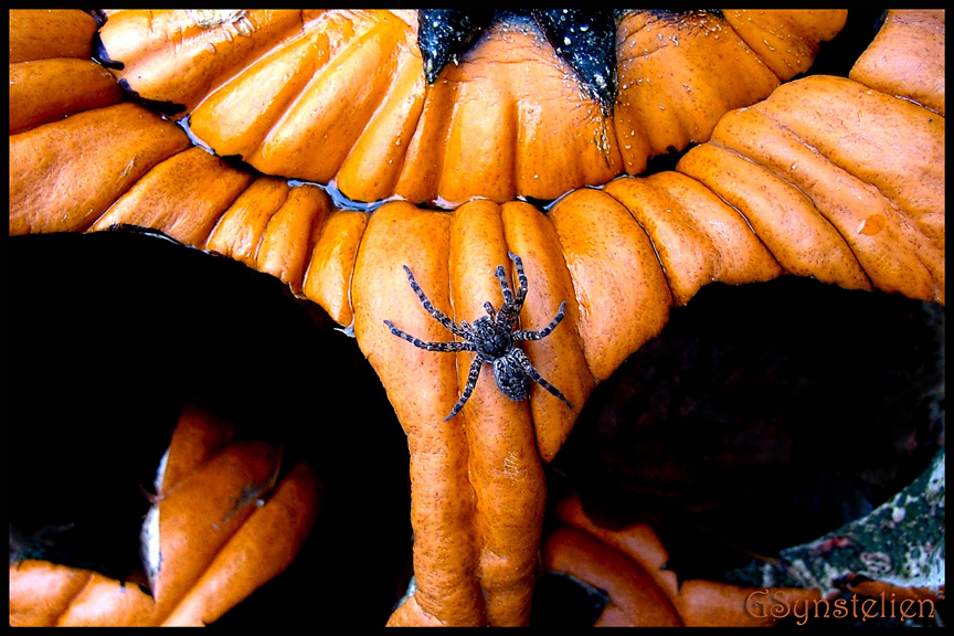 Jack-O-Spider