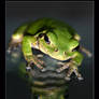 Tree Frog Reflection