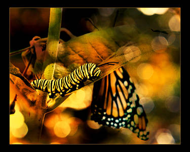 Monarch Butterfly Caterpillar Collage