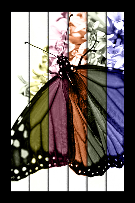 Manipulated Monarch