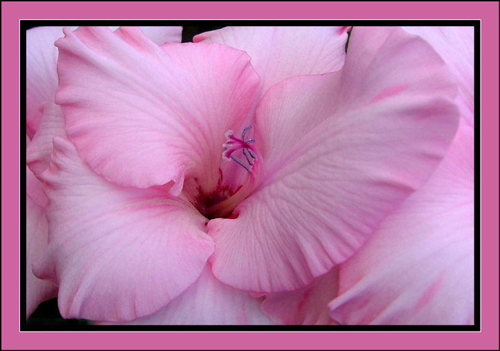 Pink Gladiola