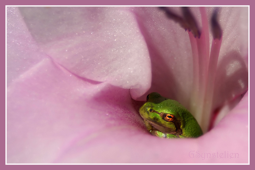 Green and Pink