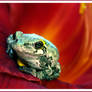 A Little Pollen