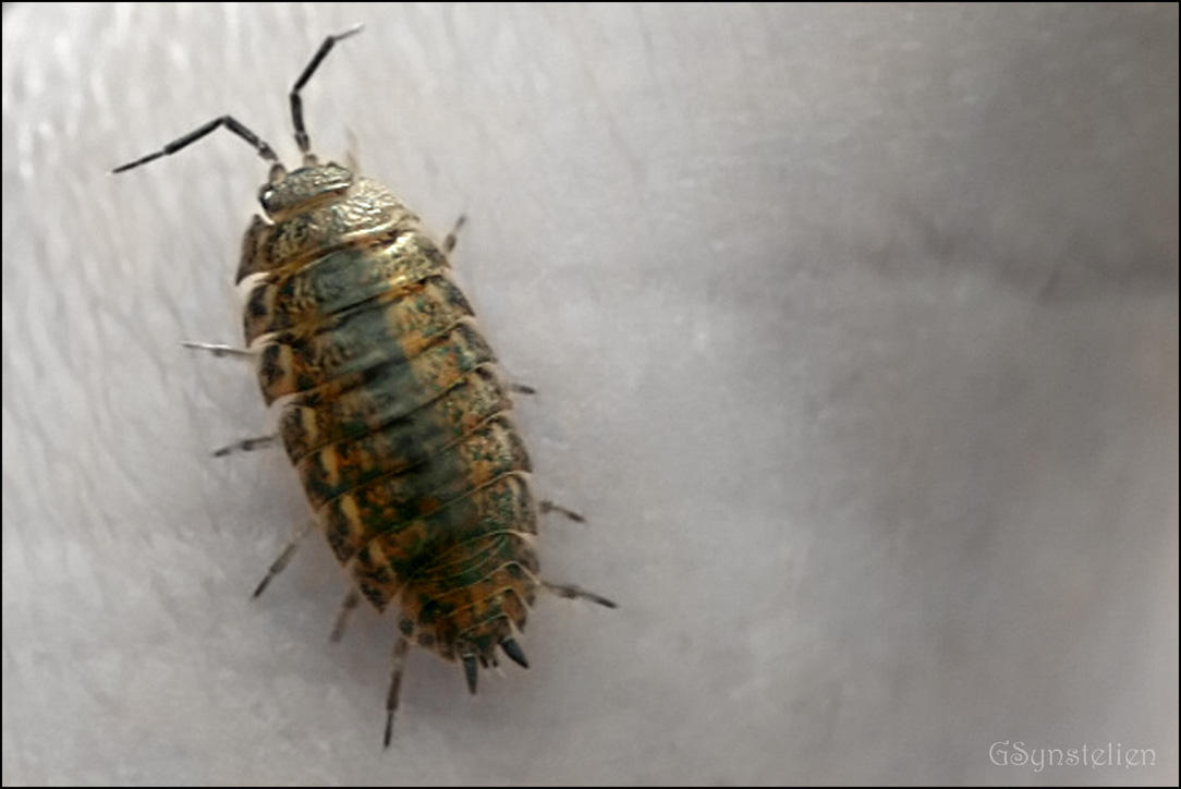 Roly Poly Bug by UffdaGreg on DeviantArt
