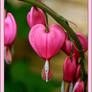 Bleeding Heart Jewel