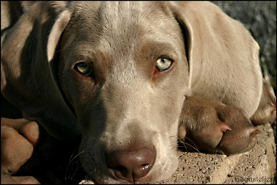 Weinmaraner Puppy