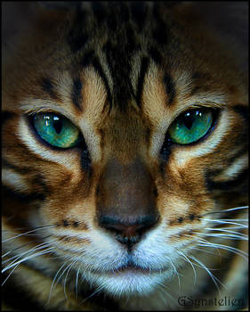 Jagar the Bengal