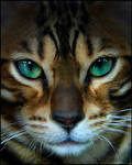 Jagar the Bengal by UffdaGreg