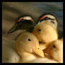 Duckling Series 3