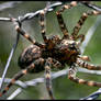 Spider on Chicken Wire