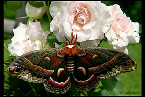 Cecropia Rose