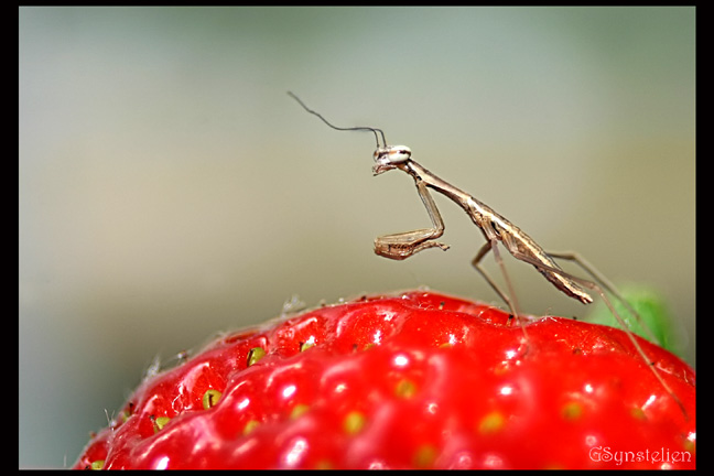 Strawberry Guard