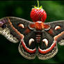 Cecropia on a Strawberry