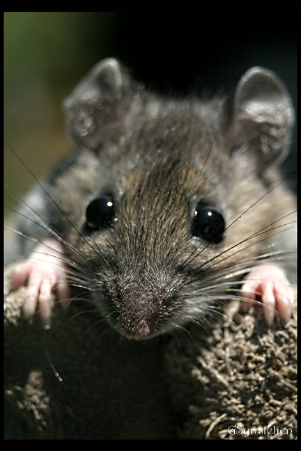 Brown Mouse I