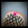 Cactus Fleuri