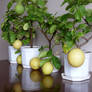 My limons trees