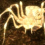 creature- Albino spider (vanilla)