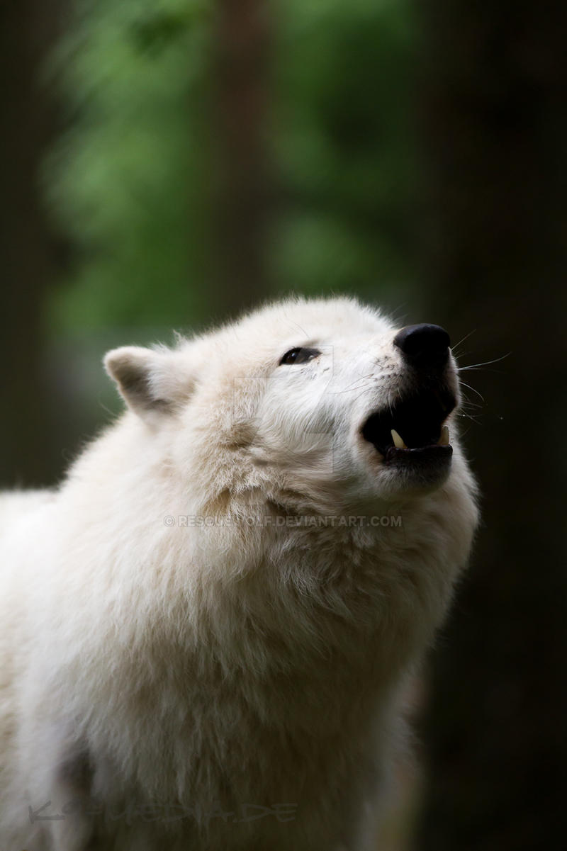 howling Arctic wolf