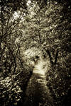 Snow by Carenza