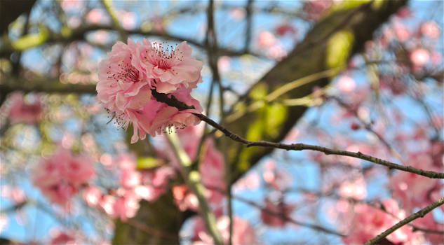 Spring Blossoms #2